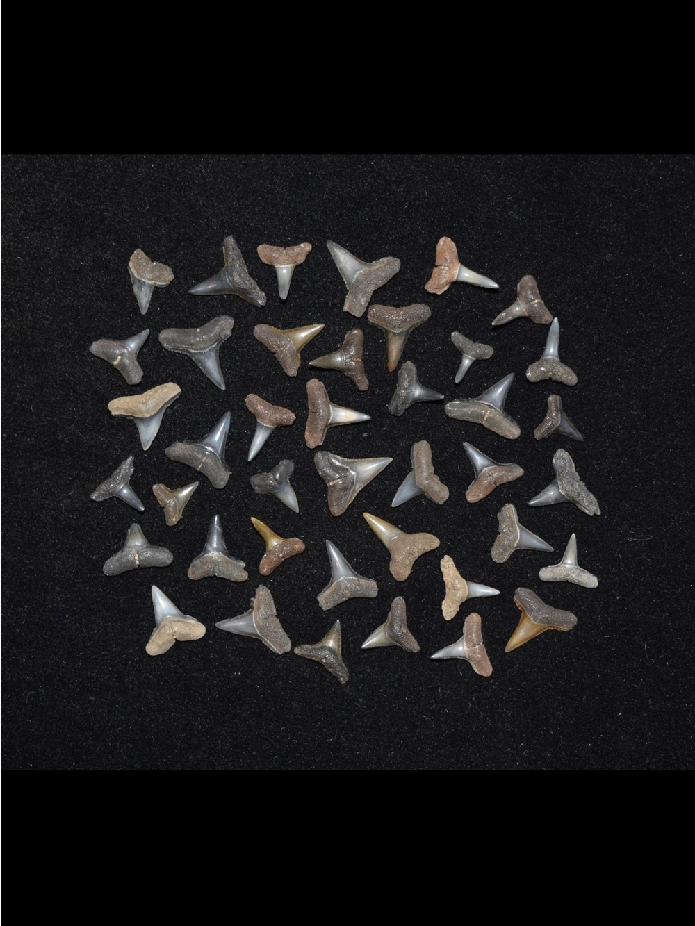 40 fossilized mini shark teeth